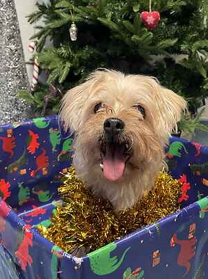 Christmas comes early!