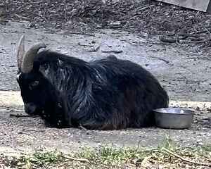 Looking for a goat!!