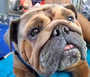Please help poor Peggy